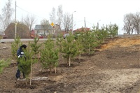 Высадка деревьев в Мясново, 4 апреля 2014 г., Фото: 2
