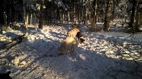 Зимний поход с собаками, Фото: 45