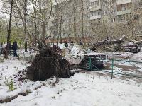 В Туле упавшее дерево переломило ВАЗ и повредило еще три авто, Фото: 3