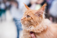 Международная выставка кошек в ТРЦ "Макси", Фото: 14