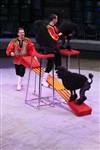 Цирк «Вива, Зорро!» в Туле , Фото: 2