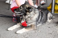 В тульском «Макси» прошел благотворительный фестиваль помощи животным, Фото: 9