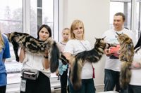 Выставка кошек в Туле, Фото: 49
