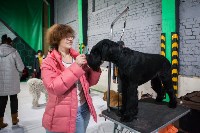 Выставка собак в Туле, Фото: 66