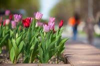В Туле расцвели тюльпаны, Фото: 39