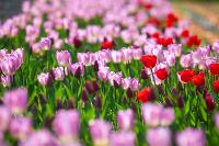 В Туле расцвели тюльпаны, Фото: 3
