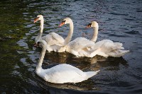 Запуск лебедей в верхний пруд Центрального парка Тулы, Фото: 26