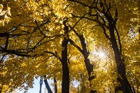 Золотая осень в Ясной Поляне, Фото: 37