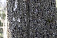 Кто и как решает, какие деревья нужно удалять в Центральном парке Тулы, Фото: 20
