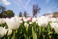 В Туле расцвели тюльпаны, Фото: 80