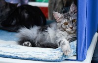 Выставка "Пряничные кошки" в ТРЦ "Макси", Фото: 14
