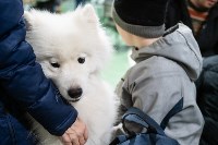 Выставка собак в Туле 24.11, Фото: 150