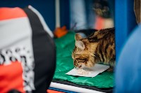 Выставка кошек "Конфетти", Фото: 54