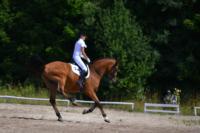 В Ясной поляне стартовал турнир по конному спорту, Фото: 101