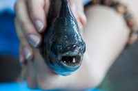 Рыбка с "человеческими" зубами в тульском экзотариуме, Фото: 2