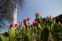 В Туле расцвели тюльпаны, Фото: 60