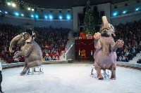Шоу слонов в Тульском цирке, Фото: 55