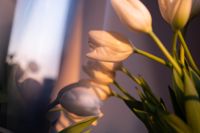 Как выращивают тюльпаны, Фото: 6
