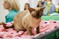 Выставка кошек в Туле, Фото: 106