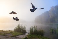 Центральный парк, утро, осень, Фото: 6