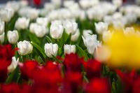 В Туле расцвели тюльпаны, Фото: 22