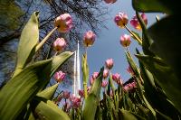 В Туле расцвели тюльпаны, Фото: 63