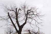 Кронированные деревья на ул.Октябрьской. 7.04.2015, Фото: 2