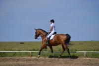 В Ясной поляне стартовал турнир по конному спорту, Фото: 65