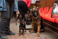 Выставка собак в Туле, Фото: 50
