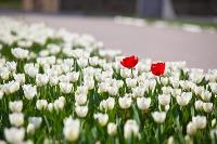 В Туле расцвели тюльпаны, Фото: 1