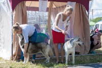 Выставка собак в Туле, Фото: 65