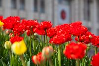 В Туле расцвели тюльпаны, Фото: 48