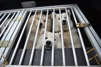 Праздник северных собак на Куликовом поле , Фото: 29
