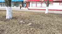 Сергей Шестаков: «В Туле началась масштабная уборка улиц», Фото: 11