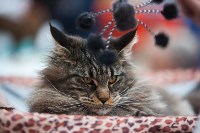Международная выставка кошек в ТРЦ "Макси", Фото: 52
