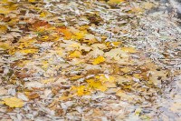 Золотая осень в Ясной Поляне, Фото: 126