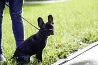 Рейд по выгулу собак в Центральном парке, Фото: 18