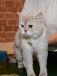 Выставка кошек в Искре, Фото: 65
