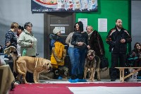 Выставка собак в Туле, Фото: 91