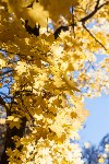 Золотая осень в Ясной Поляне, Фото: 12