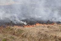 В Мясново загорелось поле, Фото: 3