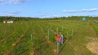 Виноград с южных склонов Дубны: как работает необычная семейная ферма в Тульской области, Фото: 9