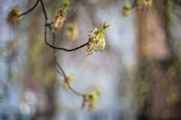 Аномальное цветение апреля: в Туле уже распустилась черемуха, Фото: 10
