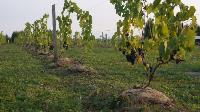 Виноград с южных склонов Дубны: как работает необычная семейная ферма в Тульской области, Фото: 47