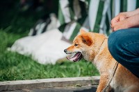 Всероссийская выставка собак в Туле: серьезные сенбернары, изящные пудели и милые шпицы, Фото: 27