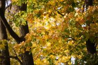 Золотая осень по-тульски, Фото: 88