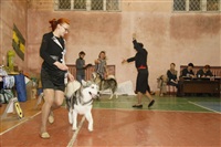 В Туле прошла всероссийская выставка собак, Фото: 39