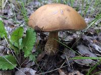 Туляки открыли грибной сезон, Фото: 5