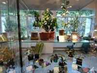 В Тульском экзотариуме рассказали, какие растения обеззараживают воздух в доме, Фото: 17
