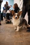 Выставка собак в ДК "Косогорец", Фото: 102